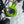 Load image into Gallery viewer, Fire N Ice Catalyst Spindler Bolt Fix (2 Bolts)
