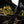 Load image into Gallery viewer, Raptor 2017-CURRENT Ski-Doo Summit G5/G4/RAS3 [KINETIC VII-RC SERIES] Coil Over Ski Shock Set
